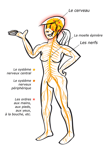 nervensystem_female_out_fr.gif